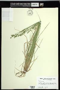 Carex seorsa image