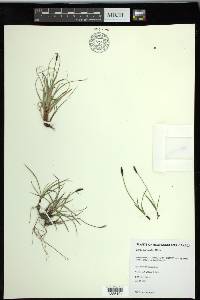 Carex scirpoidea image