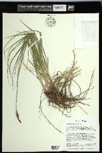 Carex scirpoidea image