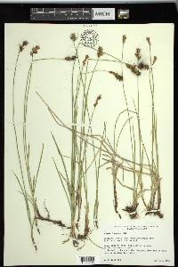 Carex siccata image