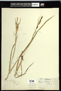 Carex shortiana image