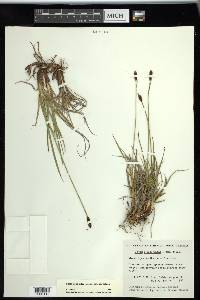 Carex scirpoidea subsp. scirpoidea image