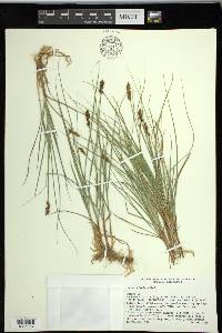 Carex simulata image