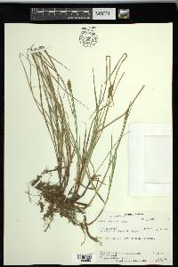 Carex siccata image