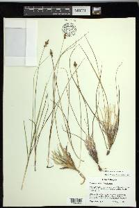 Carex simulata image