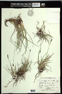 Carex scirpoidea subsp. scirpoidea image