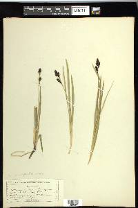 Carex scopulorum image