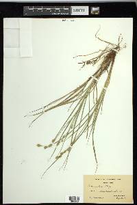 Carex silicea image