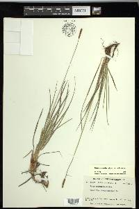 Carex scirpoidea subsp. scirpoidea image