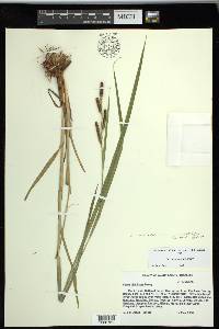 Carex shortiana image