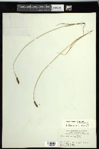 Carex scirpoidea image
