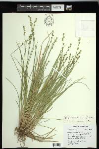 Carex seorsa image