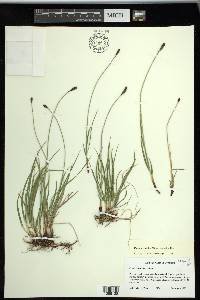 Carex scirpoidea subsp. scirpoidea image