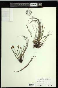 Carex scirpoidea image