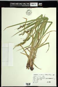 Carex shortiana image