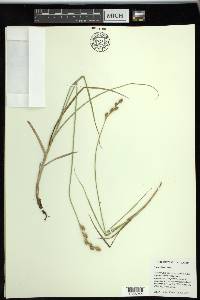 Carex silicea image