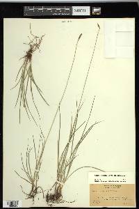 Carex scirpoidea image