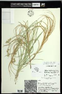 Carex shinnersii image