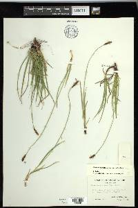 Carex scirpoidea subsp. scirpoidea image