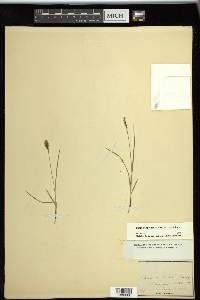 Carex scirpoidea subsp. scirpoidea image