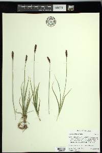 Carex scirpoidea image