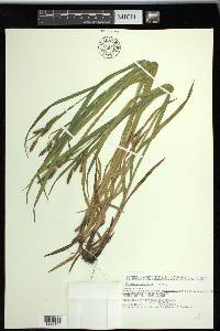 Carex shortiana image