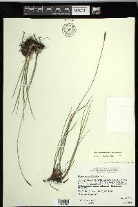 Carex scirpoidea image