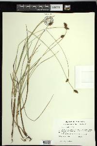 Carex simulata image