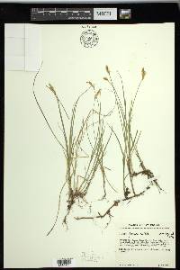 Carex siccata image