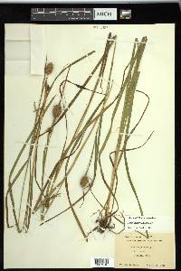 Carex squarrosa image