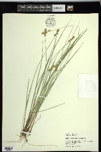 Carex sterilis image