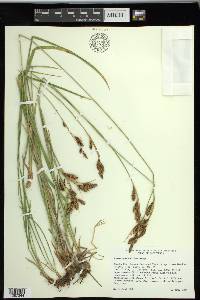 Carex spectabilis image