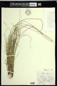 Carex sterilis image