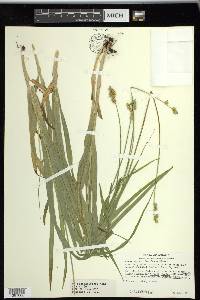 Carex sparganioides image