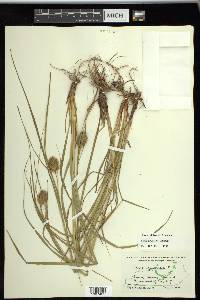 Carex squarrosa image