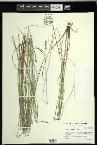 Carex sterilis image