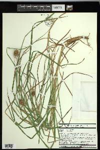 Carex squarrosa image