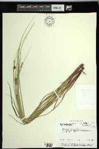 Carex striata image