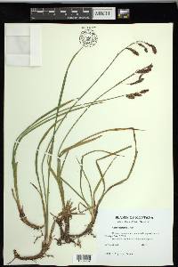 Carex spectabilis image