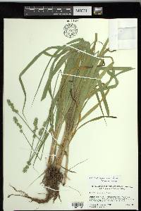 Carex sparganioides image