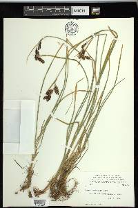 Carex spectabilis image