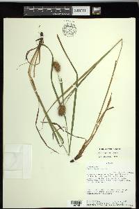 Carex squarrosa image