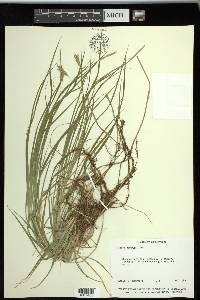 Carex sprengelii image