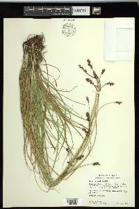 Carex spicata image