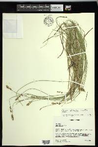 Carex sterilis image