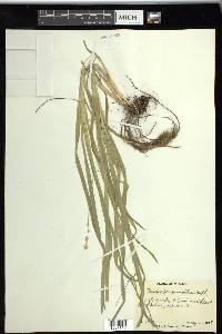 Carex sparganioides image