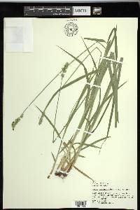 Carex sparganioides image