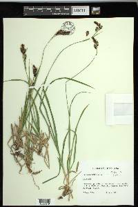 Carex spectabilis image