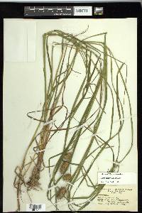 Carex squarrosa image