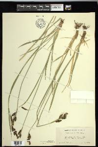 Carex spectabilis image